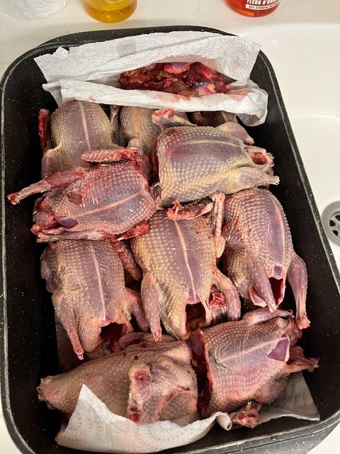Plucked pigeons prepared for pâté, with their livers set aside on paper towel